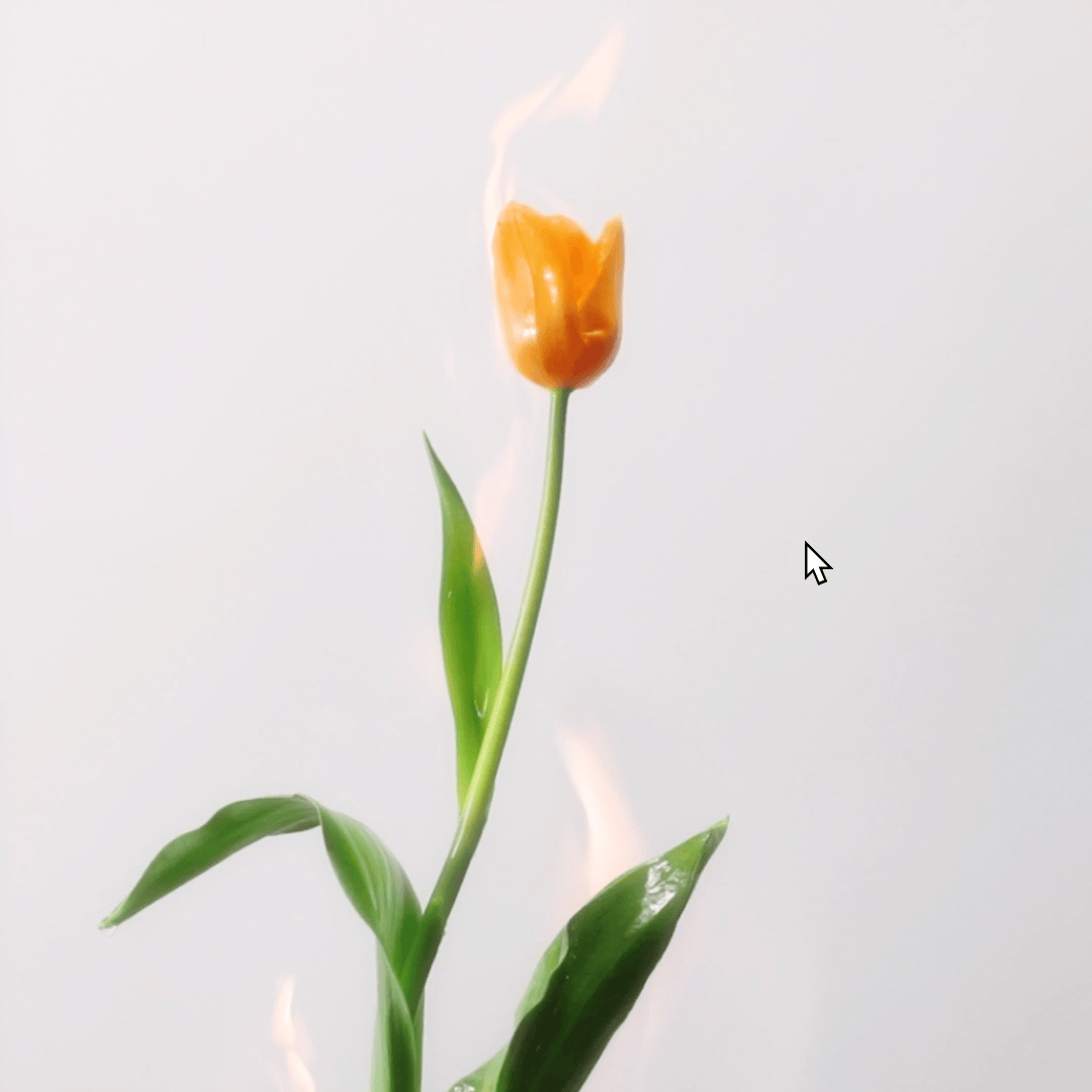 burningtulip
